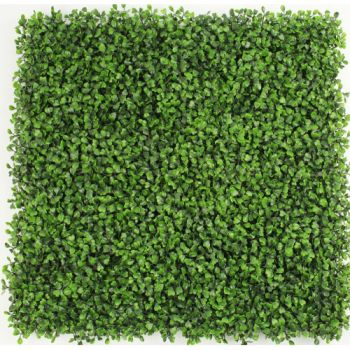 Декоративна зелена стена Чемшир