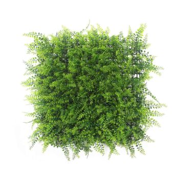 Декоративна зелена стена Адиантум капилус