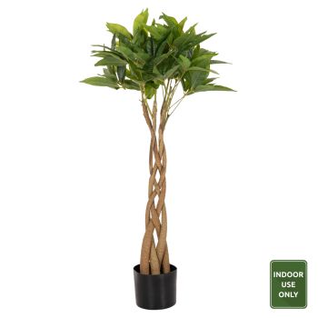 Саксийно растение "Дърво на парите" Н100 см