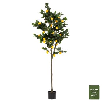 Саксийно растение Лимоново дърво Н170 см