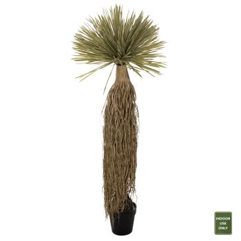 Палма с корени Н145 см