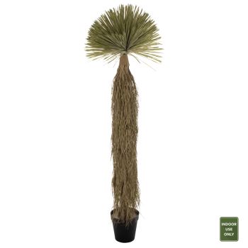 Палма с корени Н220 см