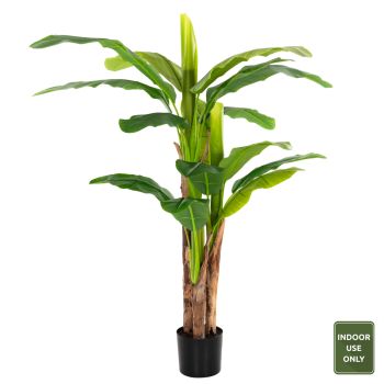 Саксийно растение Бананово дърво Н150 см
