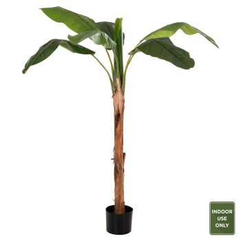 Саксийно растение Бананово дърво Н180 см