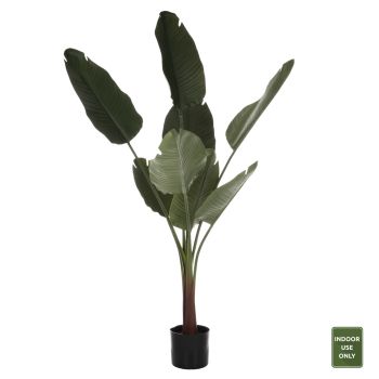 Саксийно растение Стрелиция Н150 см
