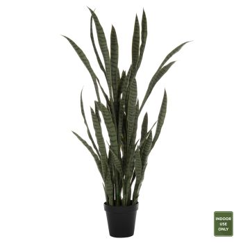 Саксийно растение Сансевиерия черна 150Н см