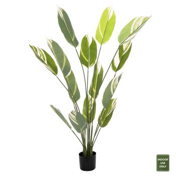 Саксийно растение Бял джейд Н140 см