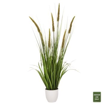 Саксийно растение Трева офиурус Н130 см